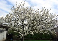Kirschbaum